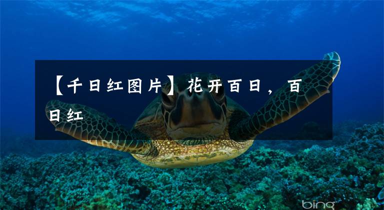 【千日红图片】花开百日,百日红