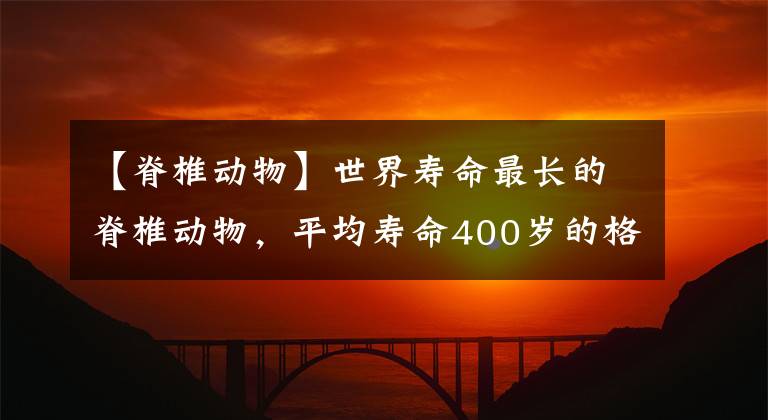 【脊椎动物】世界寿命最长的脊椎动物,平均寿命400岁的格陵兰鲨,肉质奇特