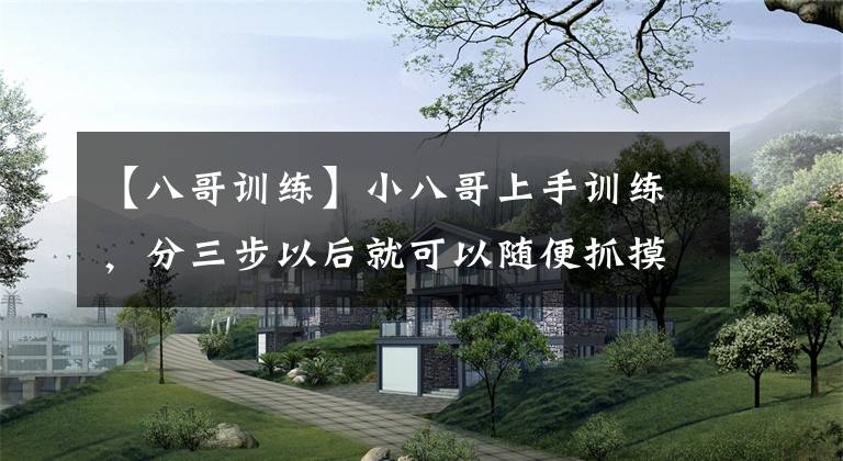 【八哥训练】小八哥上手训练，分三步以后就可以随便抓摸亲人黏人度更好