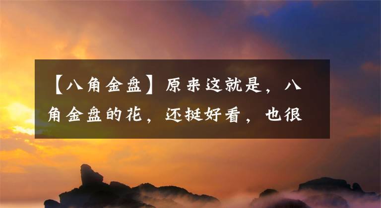 【八角金盘】原来这就是，八角金盘的花，还挺好看，也很精致