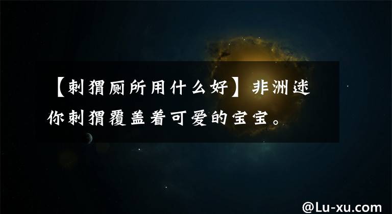 【刺猬厕所用什么好】非洲迷你刺猬覆盖着可爱的宝宝。