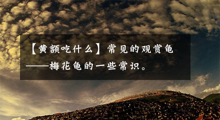 【黄额吃什么】常见的观赏龟——梅花龟的一些常识。