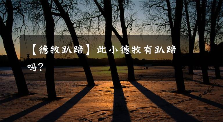 【德牧趴蹄】此小德牧有趴蹄吗？