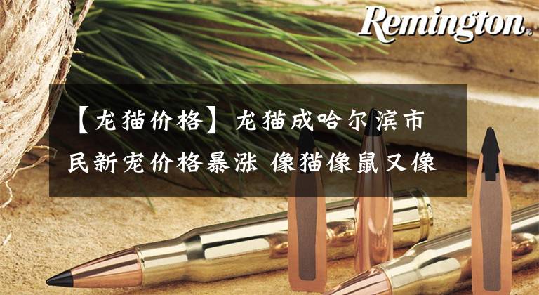 【龙猫价格】龙猫成哈尔滨市民新宠价格暴涨 像猫像鼠又像兔