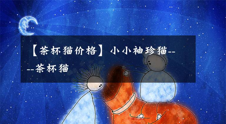 【茶杯猫价格】小小袖珍猫----茶杯猫