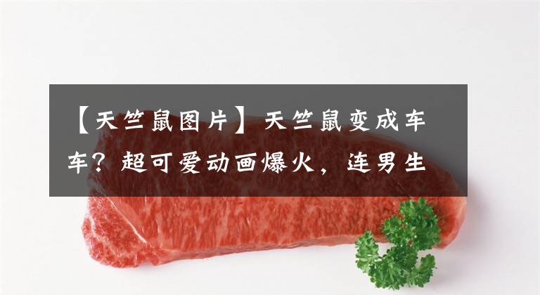 【天竺鼠图片】天竺鼠变成车车？超可爱动画爆火，连男生都忍不住感叹：好萌