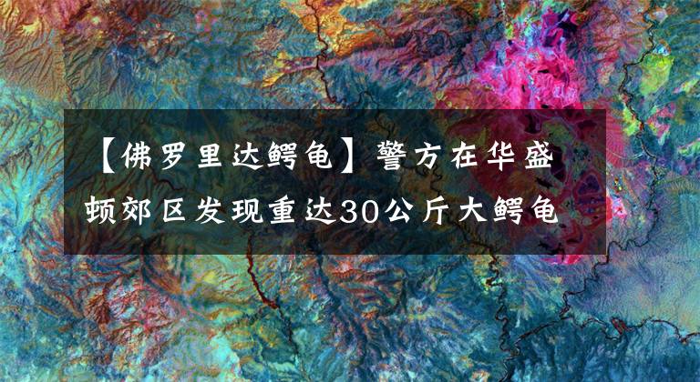【佛罗里达鳄龟】警方在华盛顿郊区发现重达30公斤大鳄龟