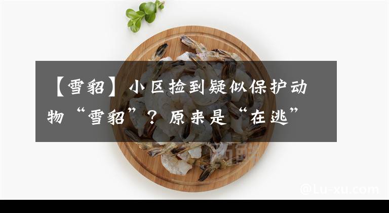 【雪貂】小区捡到疑似保护动物“雪貂”?原来是“在逃”宠物貂中了暑