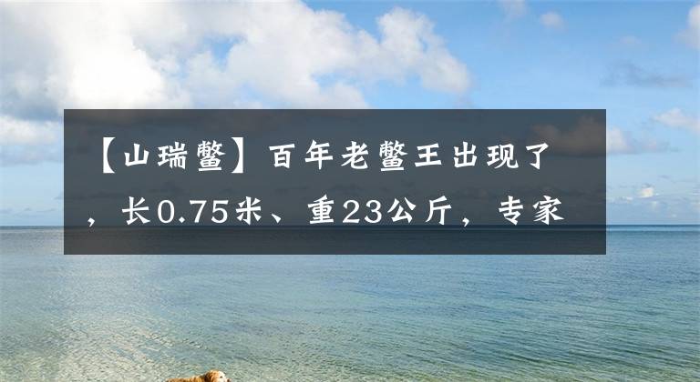 【山瑞鳖】百年老鳖王出现了，长0.75米、重23公斤，专家解释为何夜晚上岸？