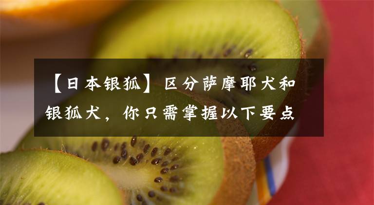 【日本银狐】区分萨摩耶犬和银狐犬，你只需掌握以下要点！