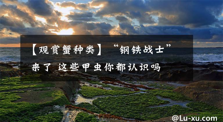 【观赏蟹种类】“钢铁战士” 来了 这些甲虫你都认识吗