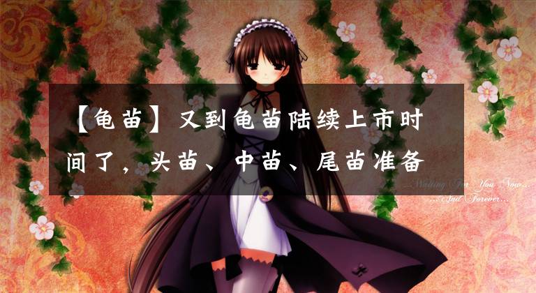 【龟苗】又到龟苗陆续上市时间了,头苗、中苗、尾苗准备入龟的你了解吗?