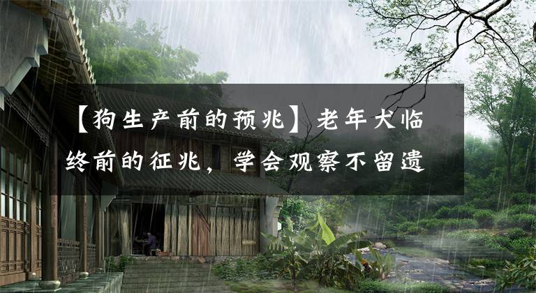 【狗生产前的预兆】老年犬临终前的征兆，学会观察不留遗憾#狗狗大明星#
