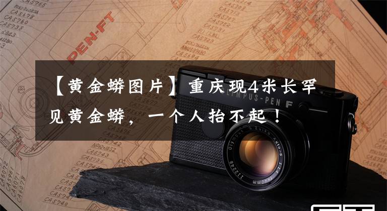 【黄金蟒图片】重庆现4米长罕见黄金蟒，一个人抬不起！