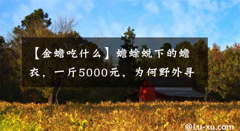 【金蟾吃什么】蟾蜍蜕下的蟾衣,一斤5000元,为何野外寻不到?人工养殖可赚钱吗