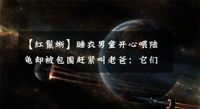 【红鬣蜥】睡衣男童开心喂陆龟却被包围赶紧叫老爸：它们在吃我的鞋子