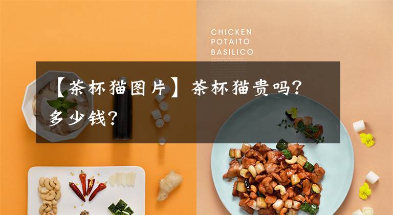 【茶杯猫图片】茶杯猫贵吗？多少钱？