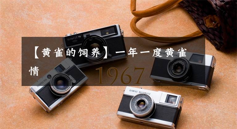 【黄雀的饲养】一年一度黄雀情