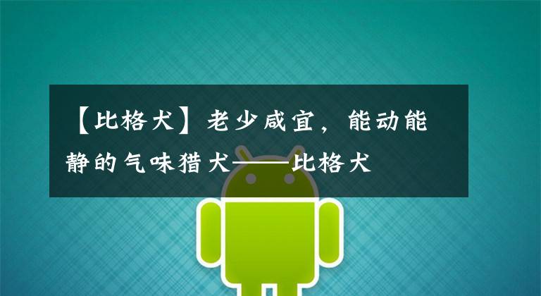 【比格犬】老少咸宜，能动能静的气味猎犬——比格犬