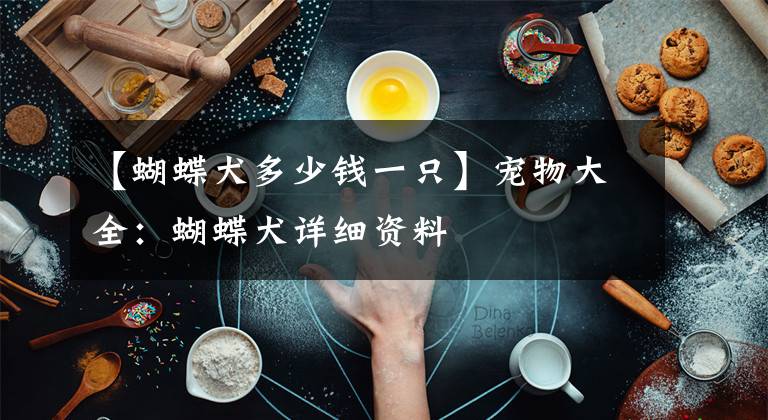 【蝴蝶犬多少钱一只】宠物大全：蝴蝶犬详细资料