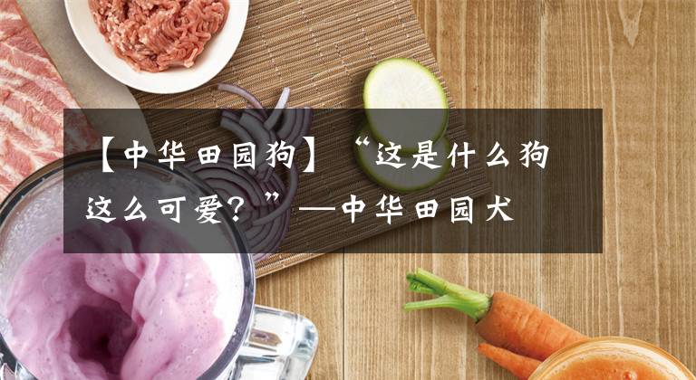 【中华田园狗】“这是什么狗这么可爱？”—中华田园犬