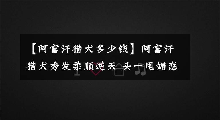 【阿富汗猎犬多少钱】阿富汗猎犬秀发柔顺逆天 头一甩媚惑2千人 每月天价美容费曝光!