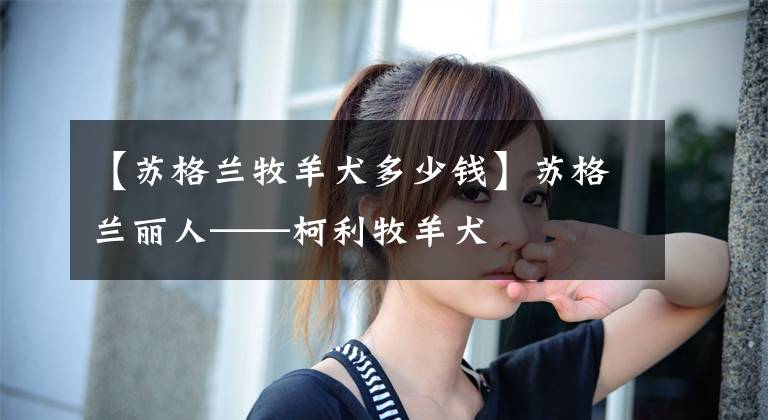 【苏格兰牧羊犬多少钱】苏格兰丽人——柯利牧羊犬