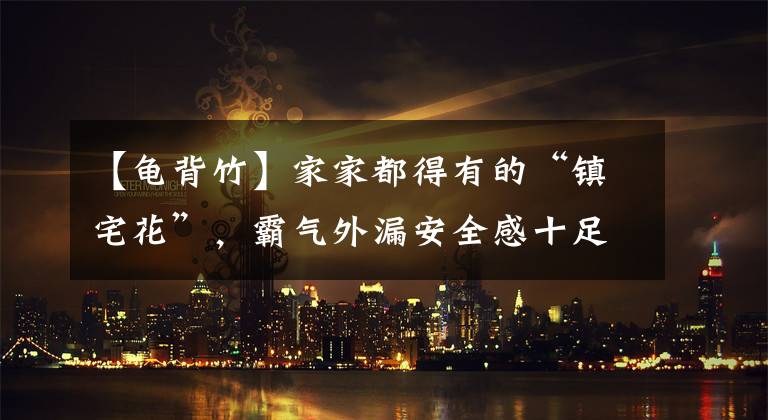 【龟背竹】家家都得有的“镇宅花”，霸气外漏安全感十足，关键是特别好养