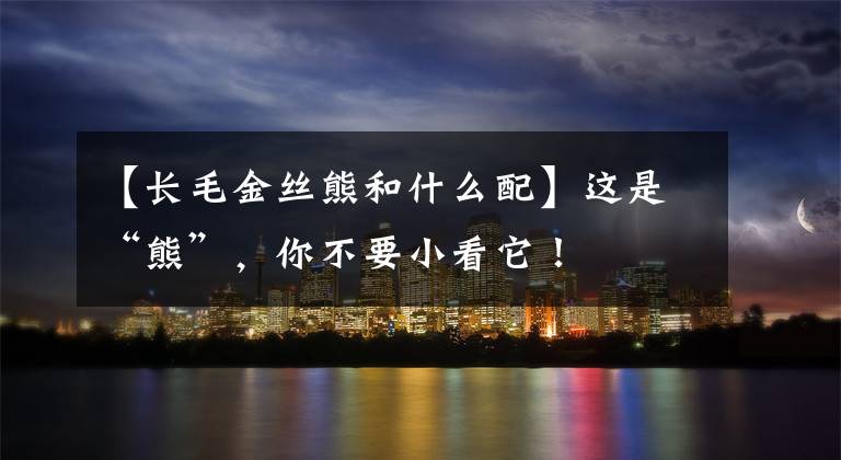 【长毛金丝熊和什么配】这是“熊”，你不要小看它！