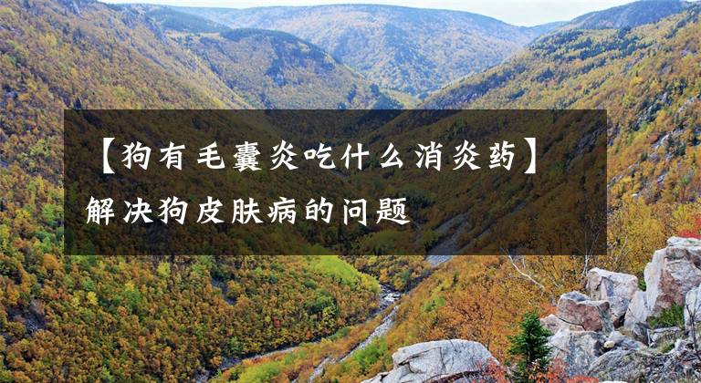 【狗有毛囊炎吃什么消炎药】解决狗皮肤病的问题