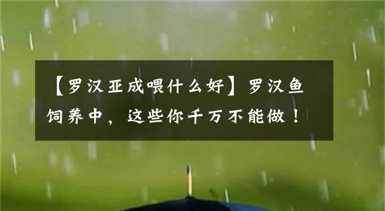 【罗汉亚成喂什么好】罗汉鱼饲养中,这些你千万不能做!