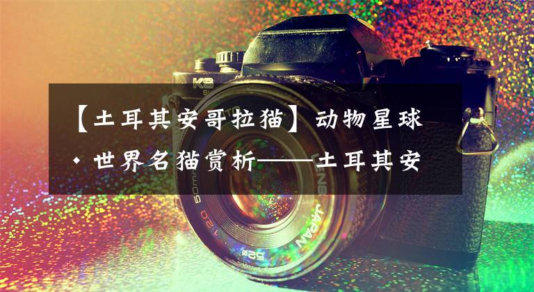 【土耳其安哥拉猫】动物星球·世界名猫赏析——土耳其安哥拉猫！