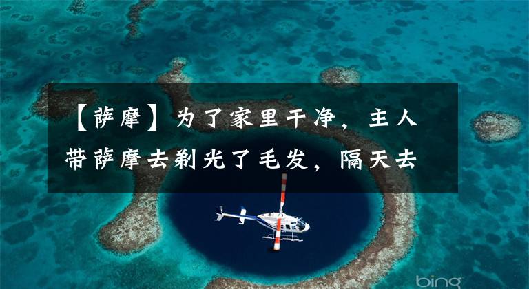 【萨摩】为了家里干净，主人带萨摩去剃光了毛发，隔天去看时有些心疼了