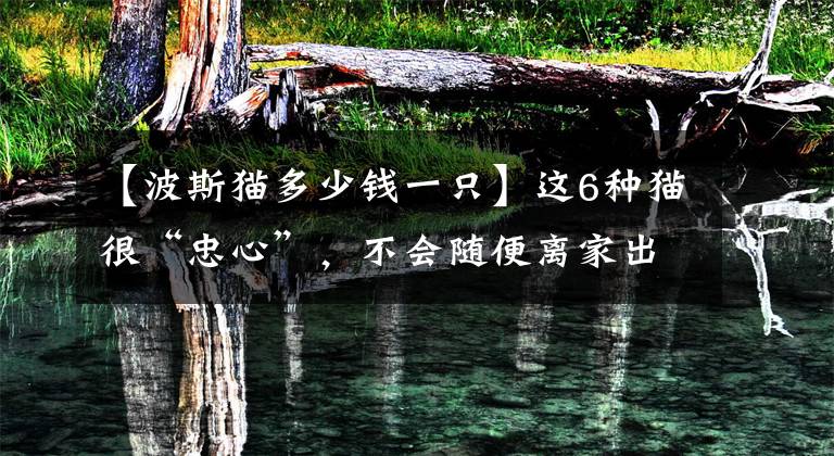 【波斯猫多少钱一只】这6种猫很“忠心”，不会随便离家出走，养一只就够了