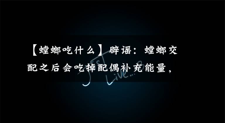 【螳螂吃什么】辟谣:螳螂交配之后会吃掉配偶补充能量,更多是为了交配专注