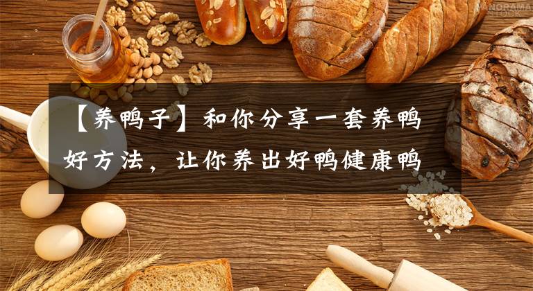 【养鸭子】和你分享一套养鸭好方法,让你养出好鸭健康鸭,增加你的经济收入