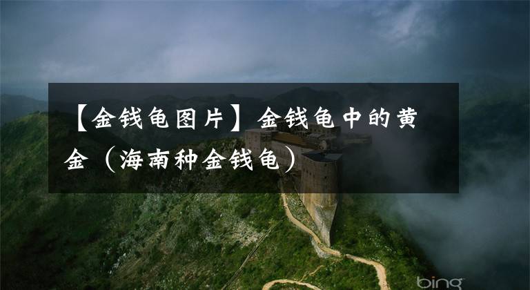 【金钱龟图片】金钱龟中的黄金（海南种金钱龟）