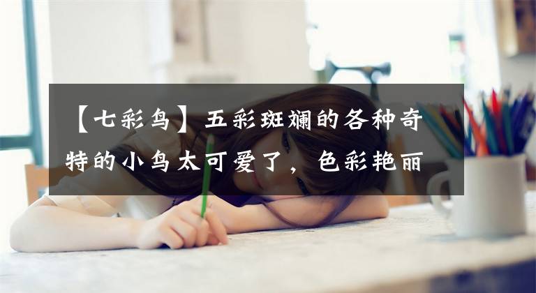 【七彩鸟】五彩斑斓的各种奇特的小鸟太可爱了，色彩艳丽，让人赏心悦目