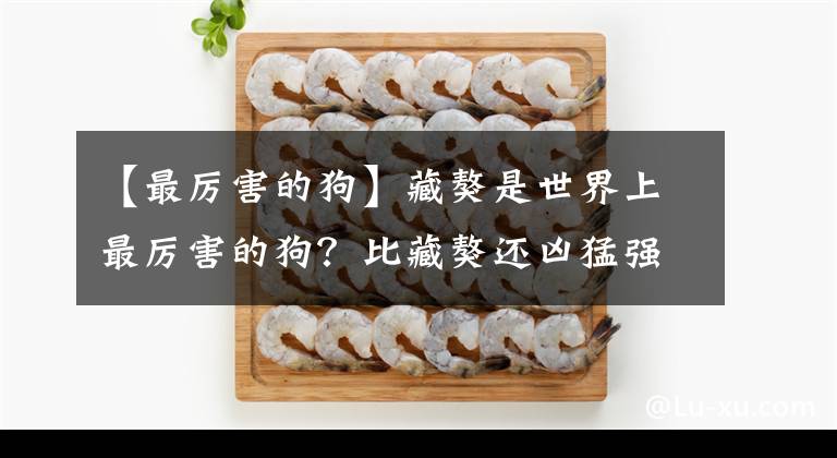 【最厉害的狗】藏獒是世界上最厉害的狗?比藏獒还凶猛强悍的是它