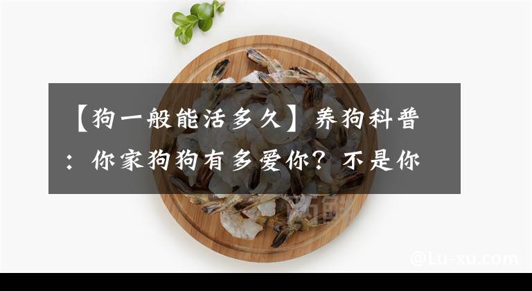 【狗一般能活多久】养狗科普：你家狗狗有多爱你？不是你说了算，狗的表现说明了一切