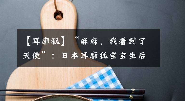 【耳廓狐】“麻麻，我看到了天使”：日本耳廓狐宝宝生后一个月，可爱到爆炸