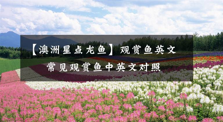 【澳洲星点龙鱼】观赏鱼英文 – 常见观赏鱼中英文对照