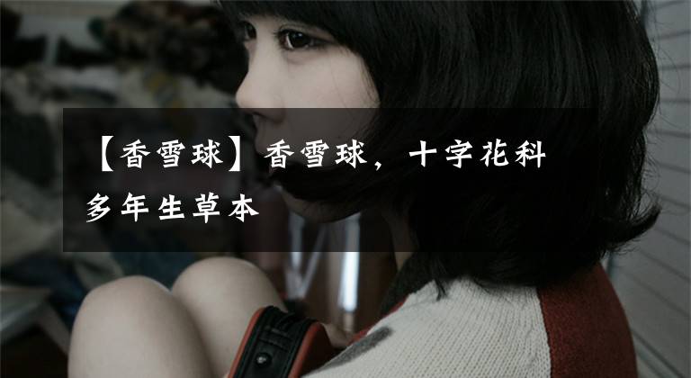 【香雪球】香雪球，十字花科多年生草本