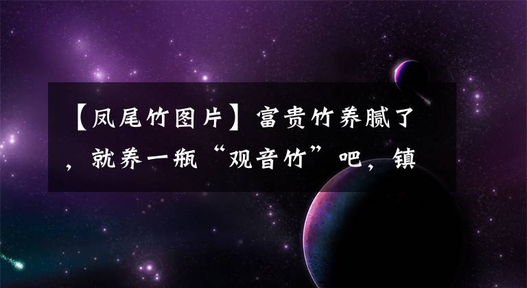 【凤尾竹图片】富贵竹养腻了，就养一瓶“观音竹”吧，镇宅保平安，节节高升