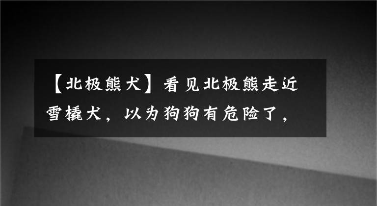 【北极熊犬】看见北极熊走近雪橇犬，以为狗狗有危险了，却没想到上演了摸头杀！真是跨越种族的友谊啊！