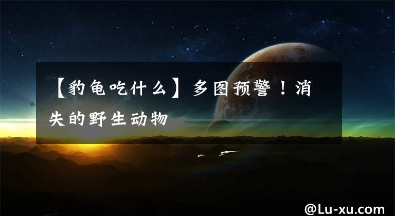 【豹龟吃什么】多图预警！消失的野生动物