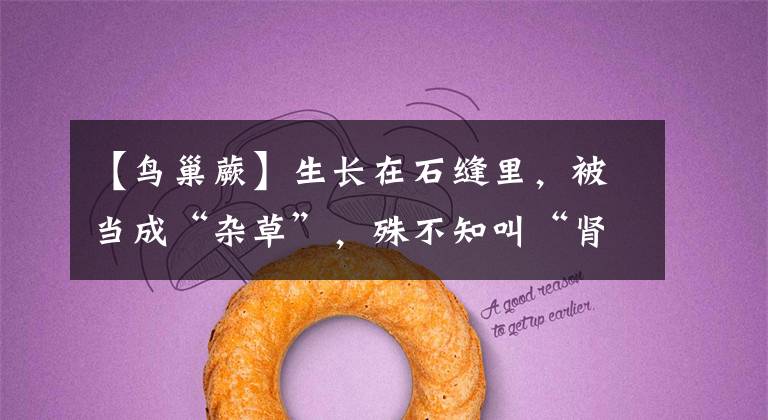 【鸟巢蕨】生长在石缝里，被当成“杂草”，殊不知叫“肾蕨”，比鸟巢蕨好看