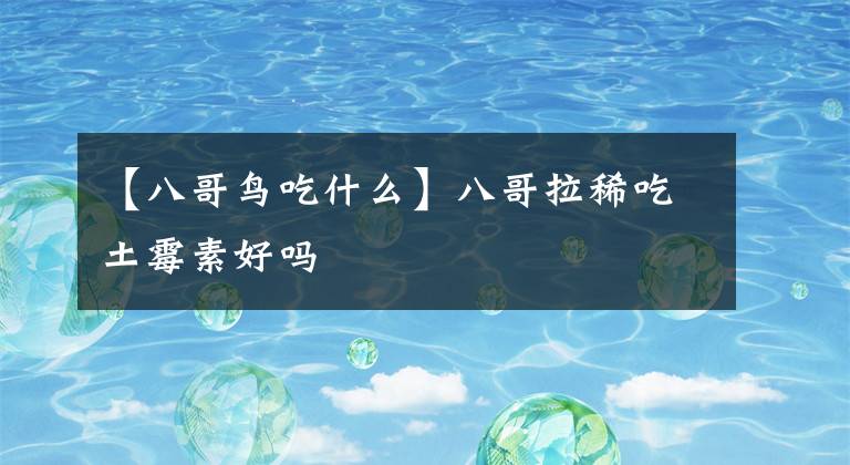 【八哥鸟吃什么】八哥拉稀吃土霉素好吗