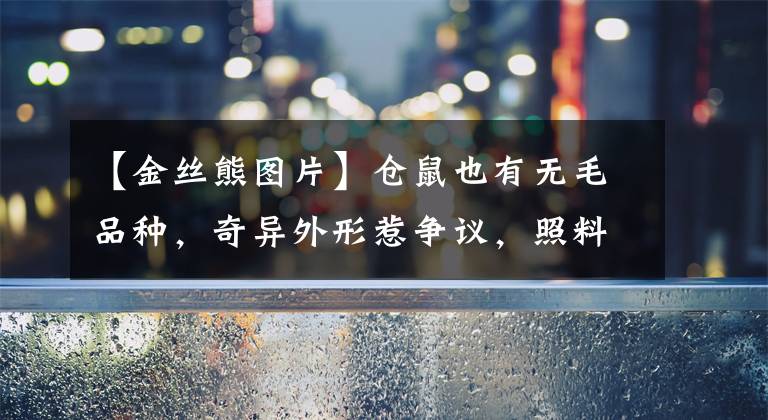 【金丝熊图片】仓鼠也有无毛品种，奇异外形惹争议，照料起来也很麻烦
