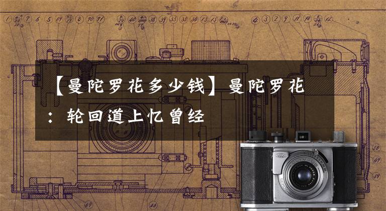 【曼陀罗花多少钱】曼陀罗花：轮回道上忆曾经